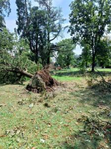 Uno degli alberi divelti dal parco Cicogna